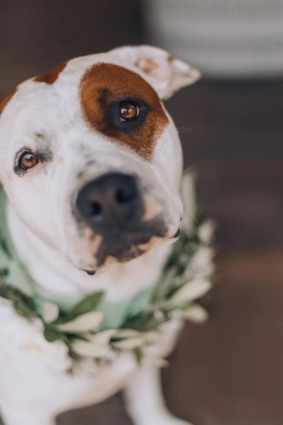 Wedding dog wearing a green floral collar