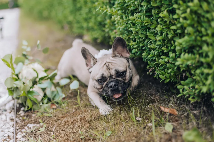 Wedding dog resting in the garden — Mattia and Yulia wedding