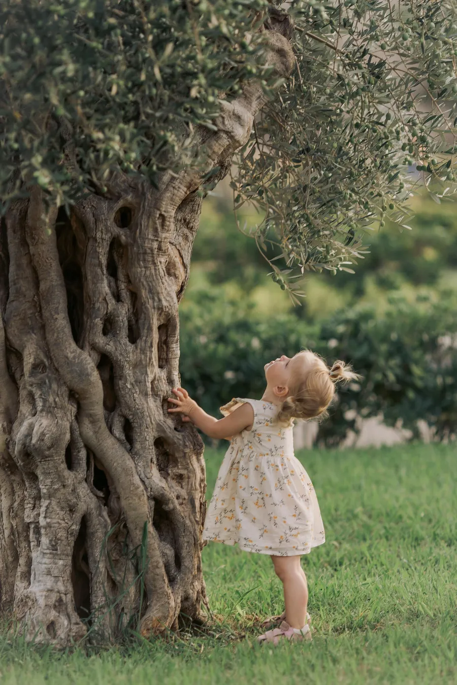 Young child exploring beside an old olive tree
